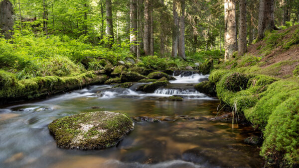 Wallpaper Trees, Waterfall, Rocks, Nature, Plants, Bushes, Stream, Green, Covered, Algae