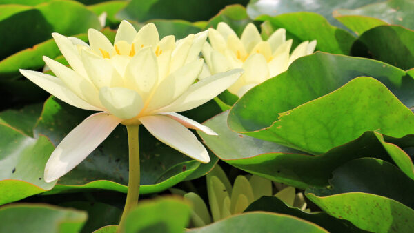 Wallpaper Green, Closeup, Yellow, Leaves, Lily, Flowers, Water, View