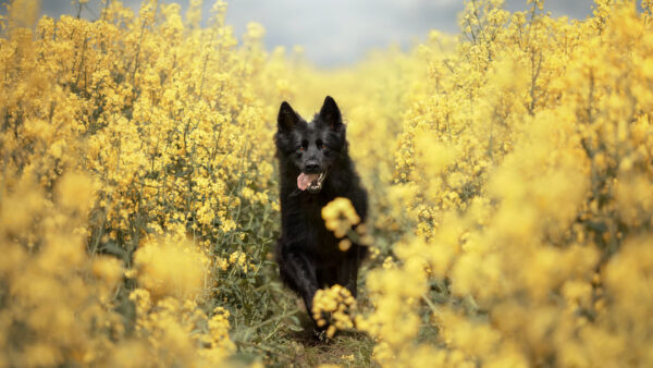 Wallpaper Flowers, Field, Pet, Black, Running, Yellow, Between, Dog, Rapeseed