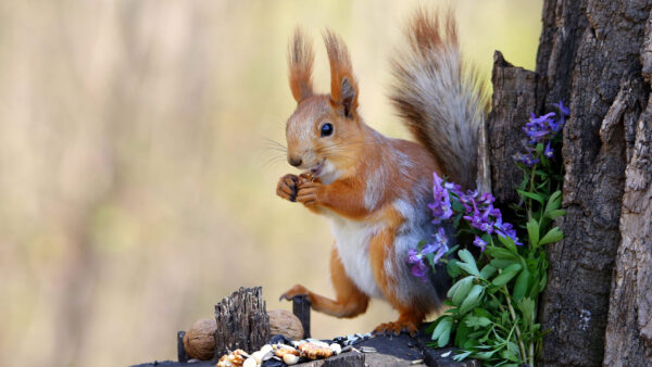 Wallpaper Brown, Nuts, Fur, Eating, White, Trunk, Squirrel, Standing