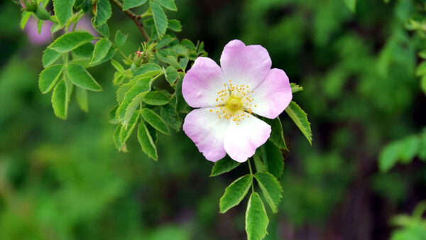 Wallpaper Blur, Dog, Leaves, Flower, Mobile, Desktop, Rose, White, Tree, Background, Branches, Pink, Green, Petals, Flowers