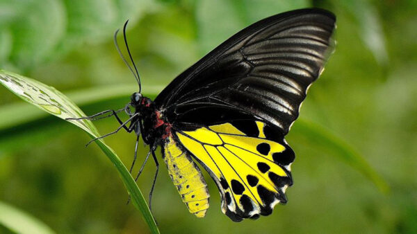 Wallpaper Grass, Background, Design, Green, Butterfly, Yellow, Black