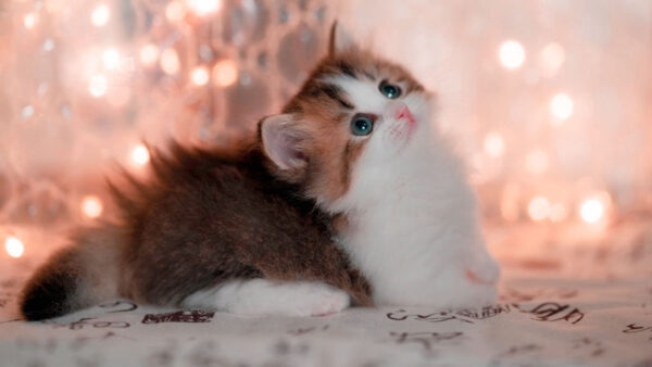 Wallpaper Lights, Cat, Kitten, White, Background, Eyes, Bed, Bokeh, Black, Brown