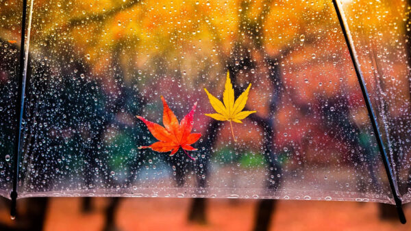 Wallpaper Transparent, Drops, Rain, Background, Umbrella, Rainfall, Red, Trees, Leaves, With, White, Yellow