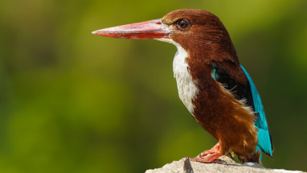 Wallpaper Long, Red, Green, Brown, Stone, Blue, Bird, Standing, Background, Beak, Birds, Desktop, White