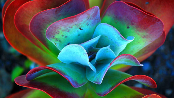 Wallpaper Flower, Blue, Green