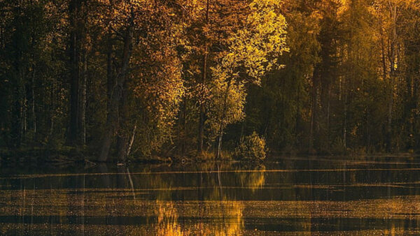 Wallpaper Leaves, Branches, Daytime, During, Autumn, Yellow, River, Tree, Reflection