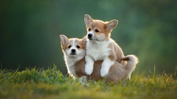 Wallpaper Dog, Blur, Grass, Background, Brown, White, Are, Puppies, Corgi, Standing, Two, Green