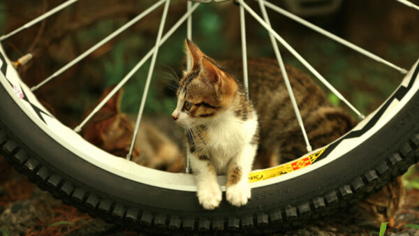 Wallpaper Wheel, Kitten, White, Bicycle, Black, Standing, Brown, Between, Cat