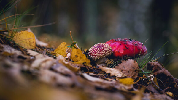 Wallpaper Closeup, Background, Mushrooms, Dry, Red, Leaves, View, Beautiful, Dark, Mushroom