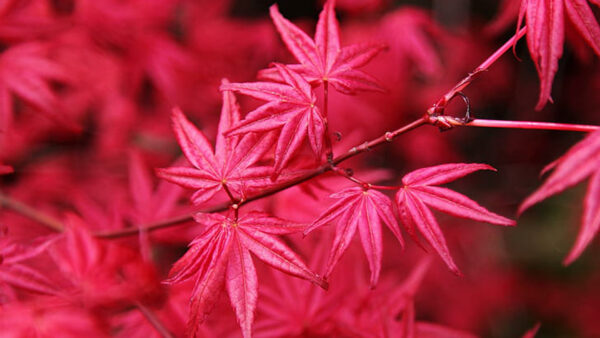 Wallpaper Red, Background, Leaves, Blur, Branches, Closeup, Autumn, View