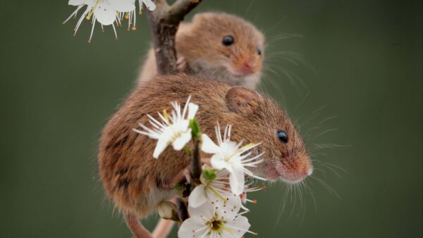Wallpaper Apple, Mice, Tree, Blur, Are, Branch, Two, Sitting, Flowers, Mices, Backgound