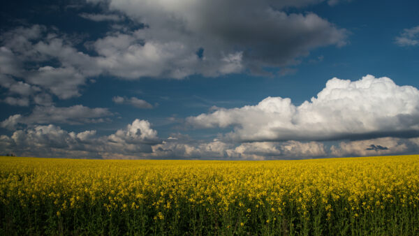 Wallpaper Blue, Field, Flowers, Under, Sky, Beautiful, Rapeseed, White, Nature, Mobile, Desktop, Clouds, Yellow