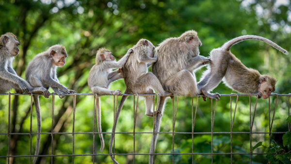 Wallpaper Monkeys, Green, Leaves, Trees, Chain, Background, Funny, Blur, Funy, Link, Sitting, Fence, Are
