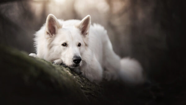 Wallpaper Swiss, Shepherd, Stone, Blur, Down, Background, White, Dog, Lying
