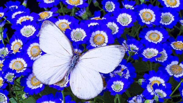 Wallpaper White, Butterfly, Blue, Flowers