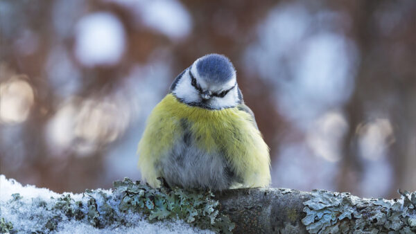 Wallpaper Blue, Blur, Bird, Wood, Birds, Background, Bokeh, Light, Titmouse, Yellow, Sitting