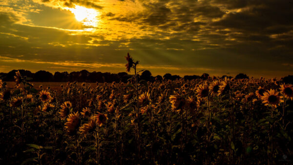 Wallpaper Yellow, Field, Sunset, Bushes, Green, Flowers, Leaves, Trees, During, Plants, Sunflowers