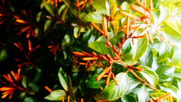 Wallpaper Leaves, Green, Bushes, Photography