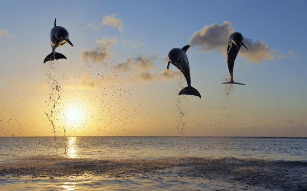 Wallpaper Dolphins, Islands
