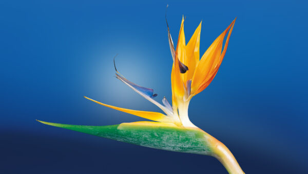 Wallpaper Flower, Paradise, Bird