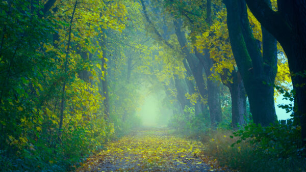 Wallpaper Forest, Foggy, Autumn