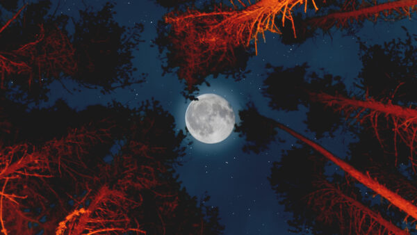 Wallpaper With, Moon, Forest, Campfire