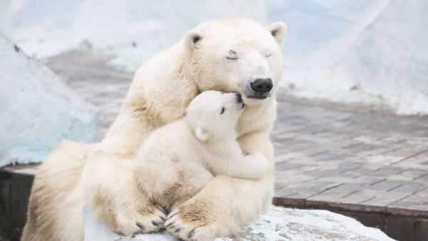 Wallpaper Polar, Cubs, Bear