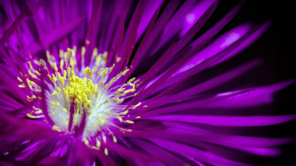 Wallpaper Wallpaper, Pc, 4k, Flower, Cool, Flowers, Free, Phone, Images, Background, Desktop, Purple, Mobile