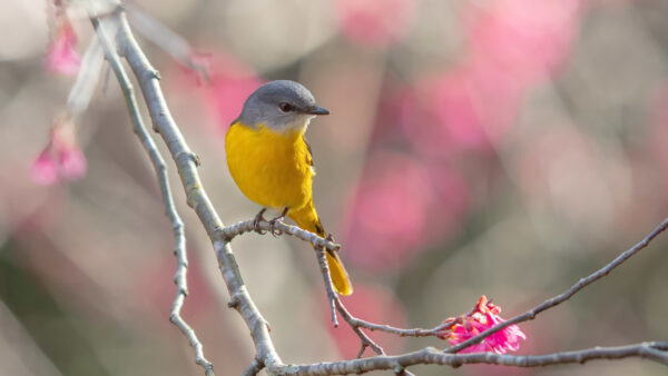 Wallpaper Animal, Birds, Bird, Animals, Mobile, Desktop