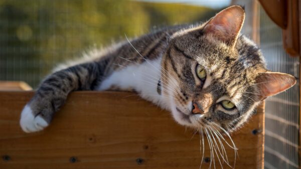 Wallpaper Animals, Animal, Desktop, Cat