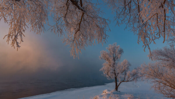 Wallpaper Snow, Trees, Desktop, Russia, Nature, Winter, Frost