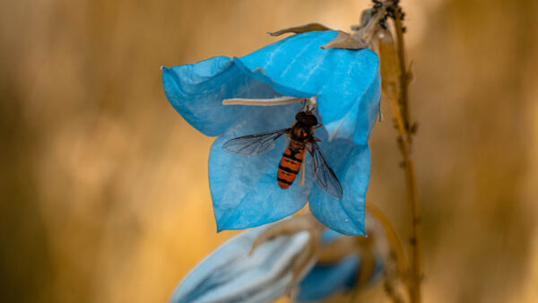 Wallpaper Bellflower, Animals, Insect, Desktop, Mobile, Blue, Macro