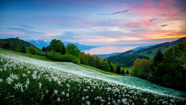 Wallpaper White, Slope, Under, Blue, Nature, Hills, Sky, Flowers, Desktop