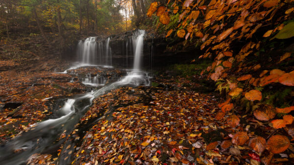 Wallpaper Leaves, Fallen, And, Nature, Desktop, Waterfalls, Fall, Trees, Mobile, During, From