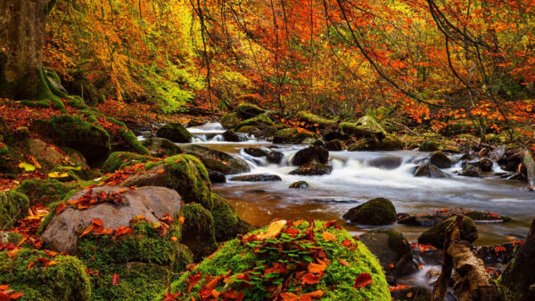 Wallpaper Forest, Covered, Waterfall, Stream, Green, Rock, Desktop, Between, Nature, Algae