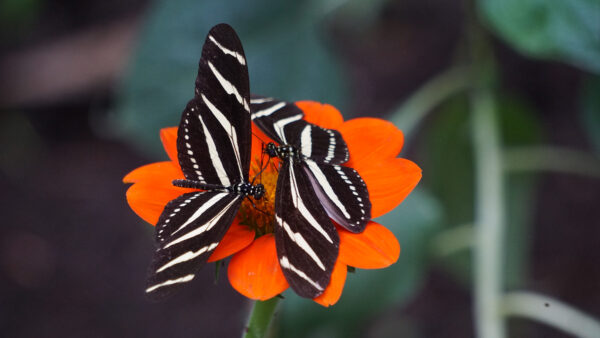 Wallpaper Flower, Orange, White, Black, Background, Butterfly, Butterflies, Mobile, Desktop, Blur