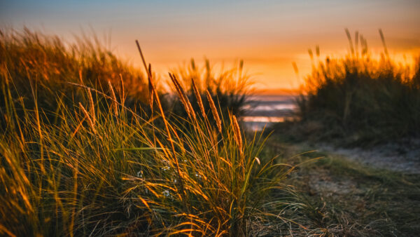 Wallpaper View, Orange, Grass, Mobile, Green, Sunset, Landscape, Background, Desktop, Ocean, And, Blue, Sky, During, Closeup, Nature