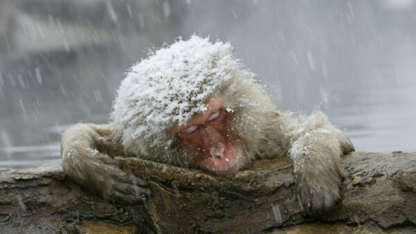 Wallpaper Snow, Japanese, Monkey, Covered, Desktop, Primate, Animals, Macaque