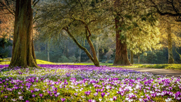 Wallpaper And, Road, Flowers, Between, Trees, Path, Green, Grass, Land, White, Covered, With, Purple, Nature