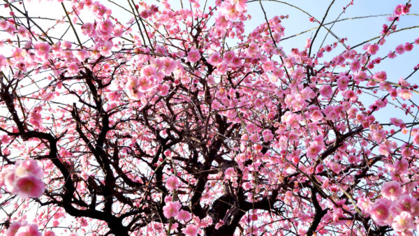 Wallpaper Pink, Blue, Flowers, Branches, Mobile, Blossom, Under, Desktop, Tree, Sky