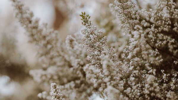 Wallpaper Flowers, Branches, Bush, Desktop, White, Plant, Mobile