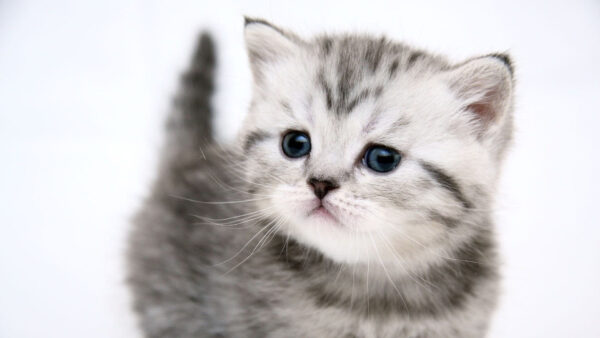 Wallpaper Kitten, White, Standing, Black, WALL, Cat, Closeup, View, Background