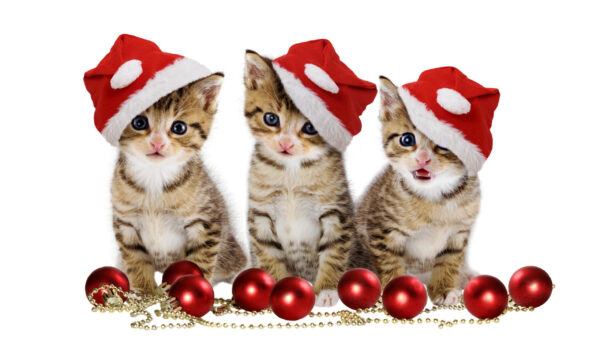 Wallpaper Desktop, Hat, Kitten, Santa, Kittens, Cute, Background, White, With