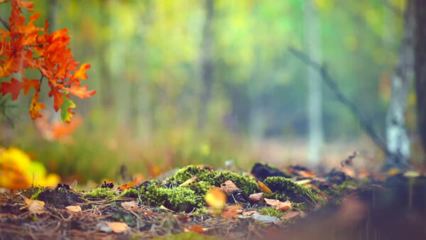 Wallpaper Nature, Green, Leaves, Plants, Blur, Background, Bokeh, Dry, Small, View, Closeup