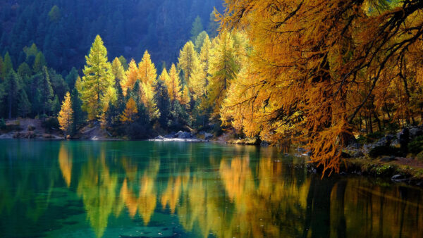 Wallpaper Trees, Yellow, Reflection, Daytime, Nature, Lake, During, Forest, Beautiful, Orange, Autumn, Green