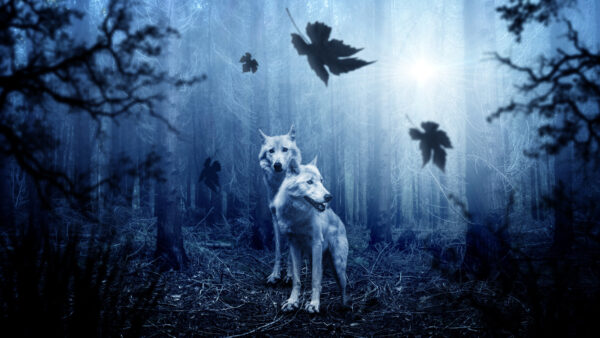 Wallpaper Animals, Background, Wolves, Standing, Snowy, Two, White, Animal, Desktop, Trees