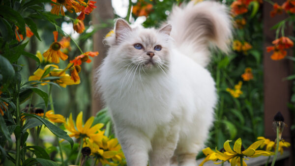 Wallpaper Plants, Background, White, Eyes, Blue, Fur, Colorful, Standing, Cat, Flowers