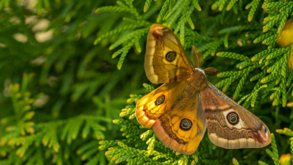 Wallpaper Insect, Moth, Macro, Desktop, Birds