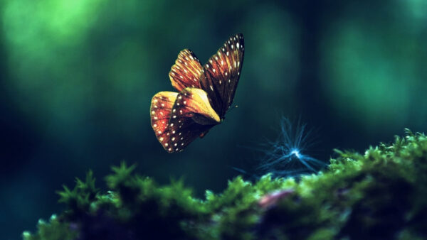 Wallpaper Hovering, Brown, Yellow, Butterfly, Background, Black, Green, Blur, Desktop